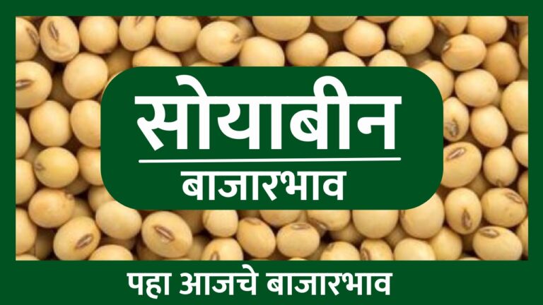 soyabean rate today