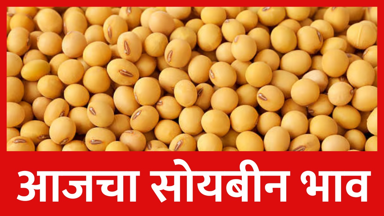 soyabean rate today